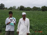 126100167a-irrigated-supplemental-groundwater-grape-garden-dominant-soyabean-millet.gif