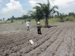 12335GT232_cassava_planted.JPG