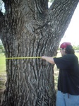 8738cottonwood_diameter.JPG
