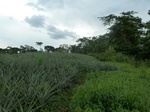 20190P1020044.JPG
