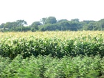 56317CIMG7064.JPG