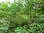 44858CIMG2043.JPG
