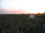 11441010--irrigated-cotton-sw-1b.jpg