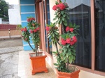15941IMG_4491.JPG