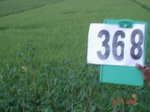 76140368c-irrigated-canal-rice-doublecrop.jpg