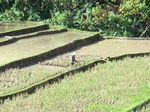 30387CIMG1955.JPG