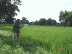131240313b-rainfed-forest-agriculture-rice.gif