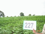 128100227a-rainfed-agriculture-mixedcrop-sunflower-dominant-sorghum.gif