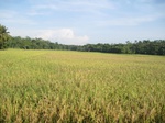 14176IMG_4513.JPG