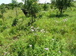21616P1010441.JPG