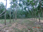 52767CIMG4515_调整大小.JPG