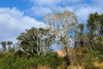 28743P1010770-1.JPG