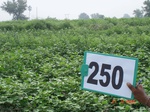 128940250a-rainfed-agriculture-cotton-gram.gif