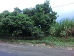 31807CIMG1678.JPG