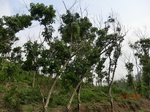 53344CIMG6630.JPG