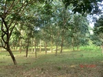 52751CIMG4454_调整大小.JPG