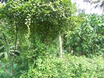 542310052008(31).JPG