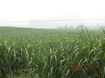 33075CIMG2310.JPG
