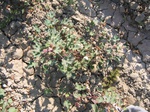 8168vp-053-Irrigated (Surface water) cotton-a.jpg