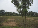 16439IMG_5224.JPG