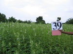 1048539-cropland-chena-mix-sesamum-main-a.gif