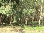 31249CIMG1111.JPG