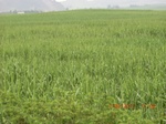 34766CIMG2597.JPG