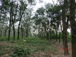 52910CIMG3894_调整大小.JPG