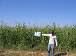 11487028-Irrigated (Surface water) Maize-b.jpg