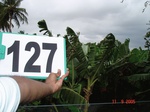 124700127e-irrigated-supplemental-groundwater-maize-dominant-sugarcane-sorghum-banana.gif