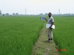132810358c-irrigated-supplemental-groundwater-rice-tripplecrop-rice-greengram.gif