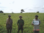 129330261a-rainfed-agriculture-blackgram-dominant-maize.gif