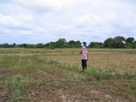 1169806-cropland-rice-supplimental-iirigationb.gif