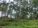 52801CIMG4660_调整大小.JPG