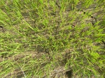 1803620091211_gt02b_Agriculture_Rice_Irrigated_Triple_Continous.JPG