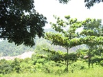 15455IMG_4332.JPG