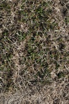 10117Field Survey 1 006.JPG