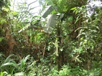 47837CIMG4174.JPG