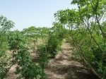 19135P1000980.JPG
