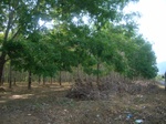 54289R0012733.JPG