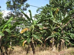 15971IMG_4523.JPG