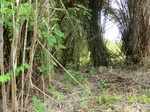 46903CIMG3240.JPG