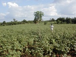 12039GT296_cotton.JPG