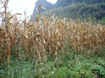 2024-11-29_05-42-00_PC200207.JPG