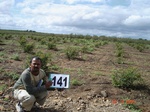 125210141a-irrigated-supplemental-groundwater-pomogranate.gif