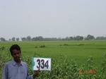 75070334b-irrigated-canal-rice.jpg