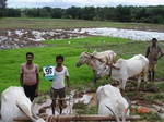 6419095a-irrigated-canal-rice-single-crop.jpg