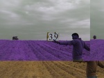 11517039-Irrigated (Surface water) Fallow farm-a.jpg