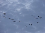 24870DSC01084.JPG