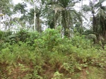 47351CIMG3688.JPG